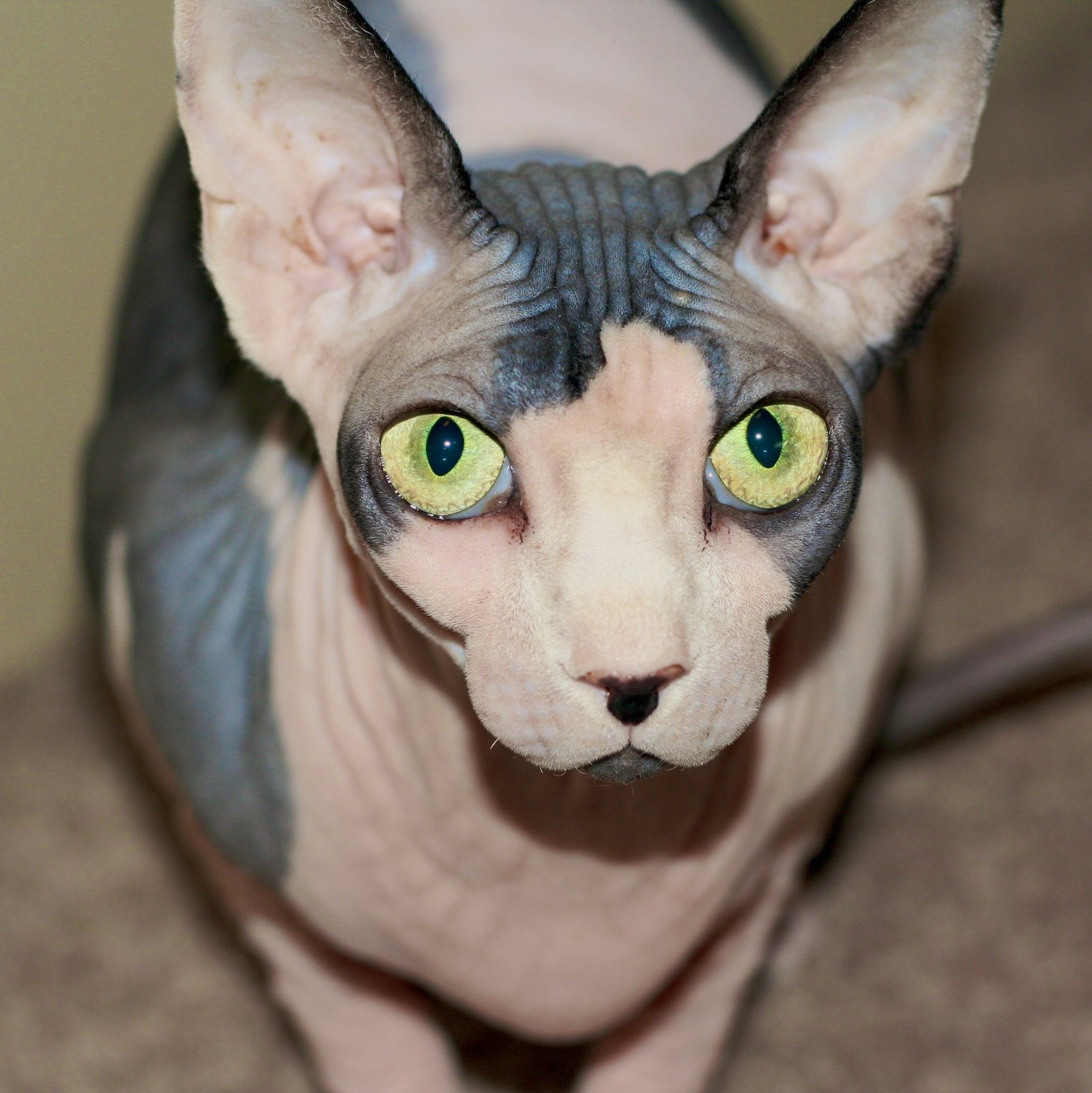 Eye Care: Keep Those Peepers Sparkling (image credits: wikimedia)