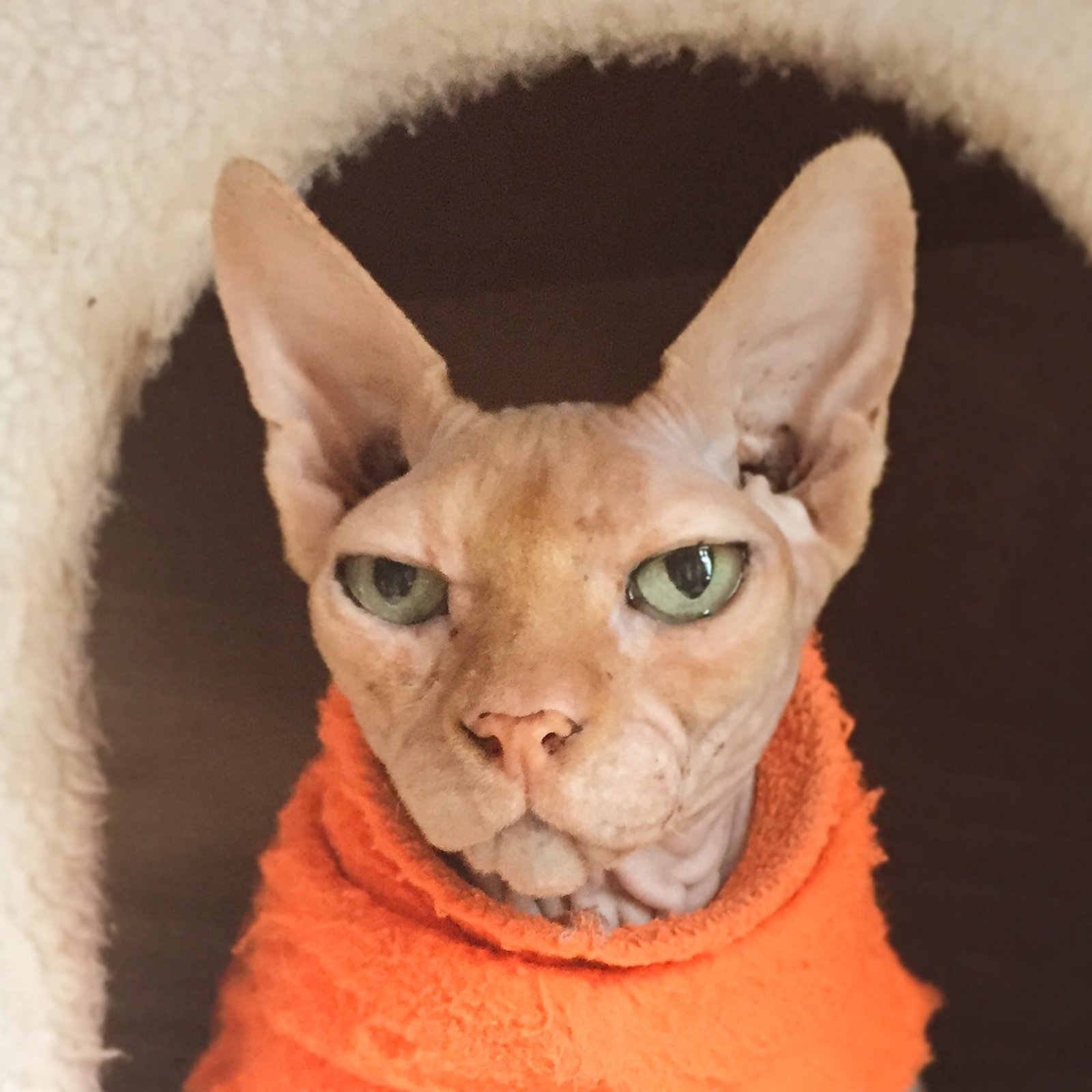 10 Essential Grooming and Care Tips for Sphynx Cats