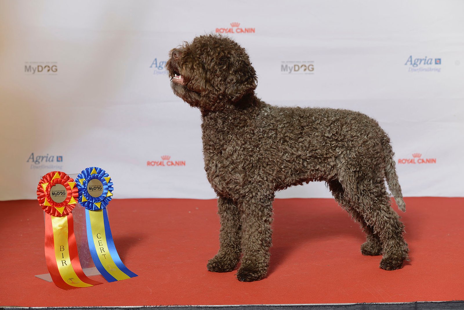 Lagotto Romagnolo: The Truffle Detective (image credits: wikimedia)