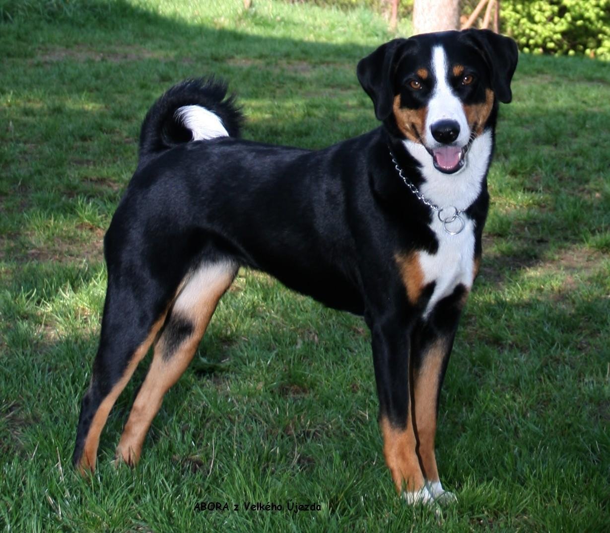 Appenzeller Sennenhund: The Swiss All-Rounder (image credits: wikimedia)