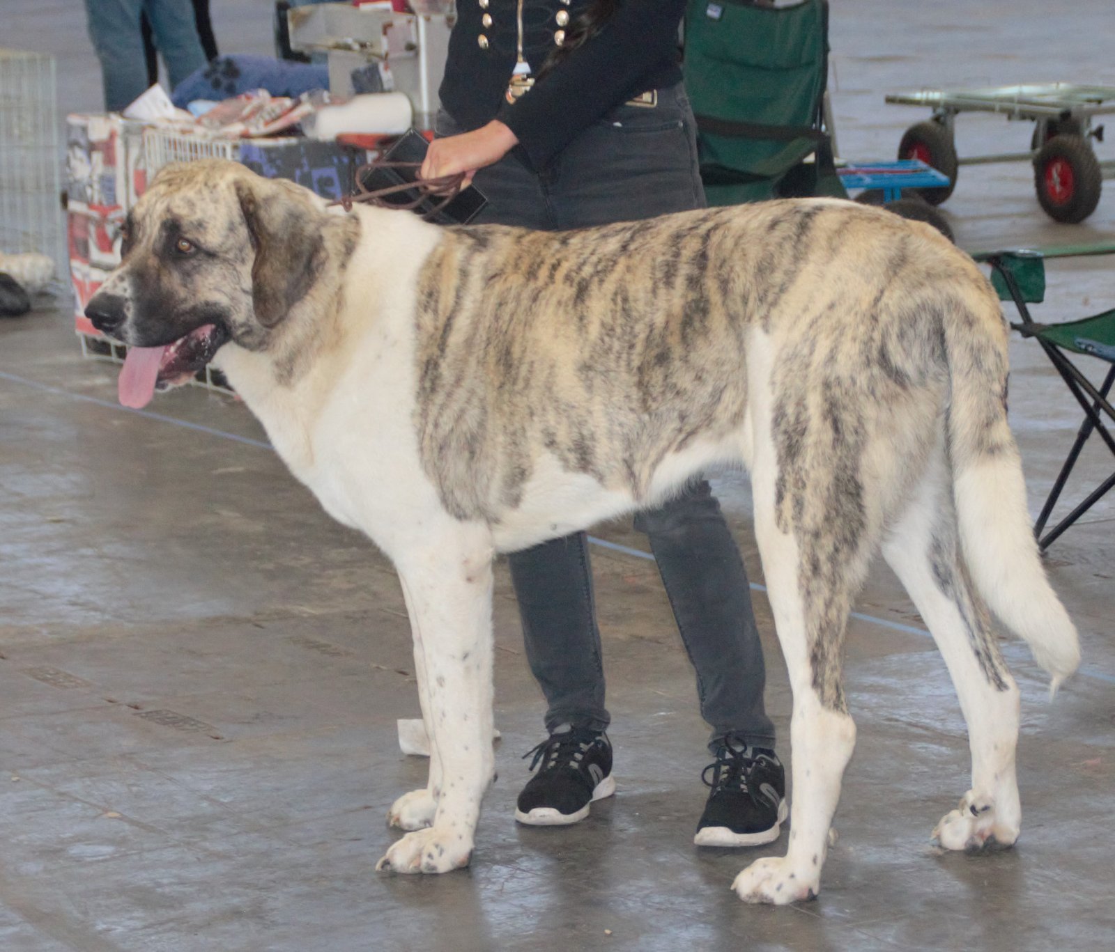 Cão de Gado Transmontano: The Portuguese Wolf Fighter (image credits: wikimedia)