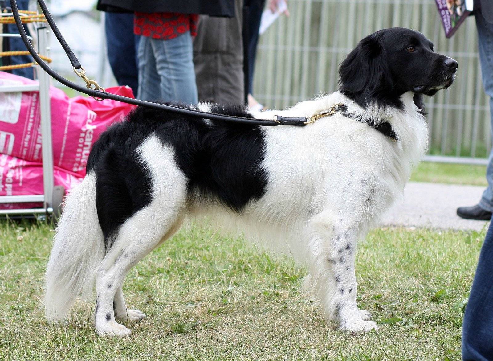 Stabyhoun: The Dutch All-Purpose Helper (image credits: wikimedia)