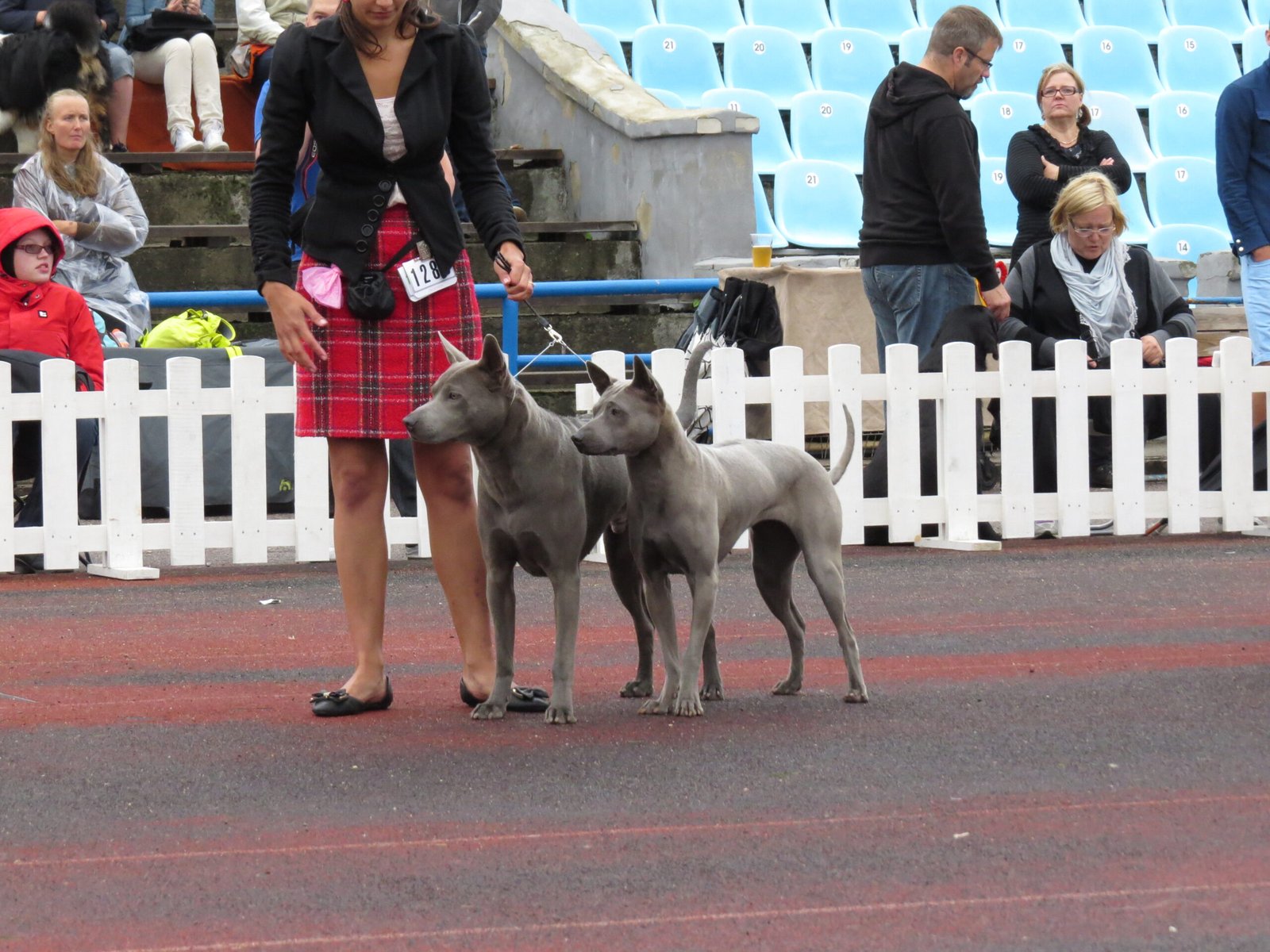 Thai Ridgeback: The Southeast Asian Guardian (image credits: wikimedia)