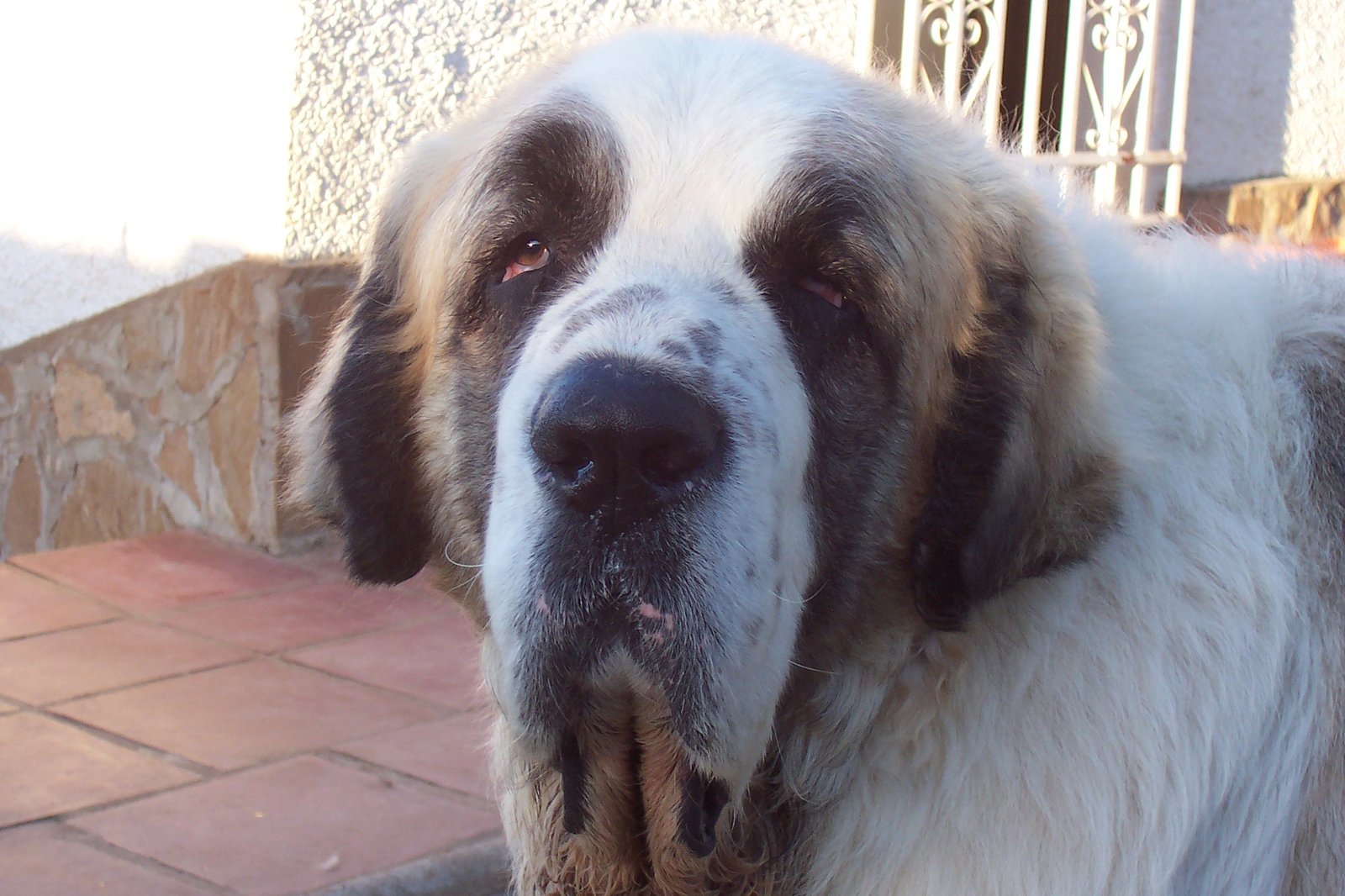 Pyrenean Mastiff: The Spanish Flock Guardian (image credits: wikimedia)
