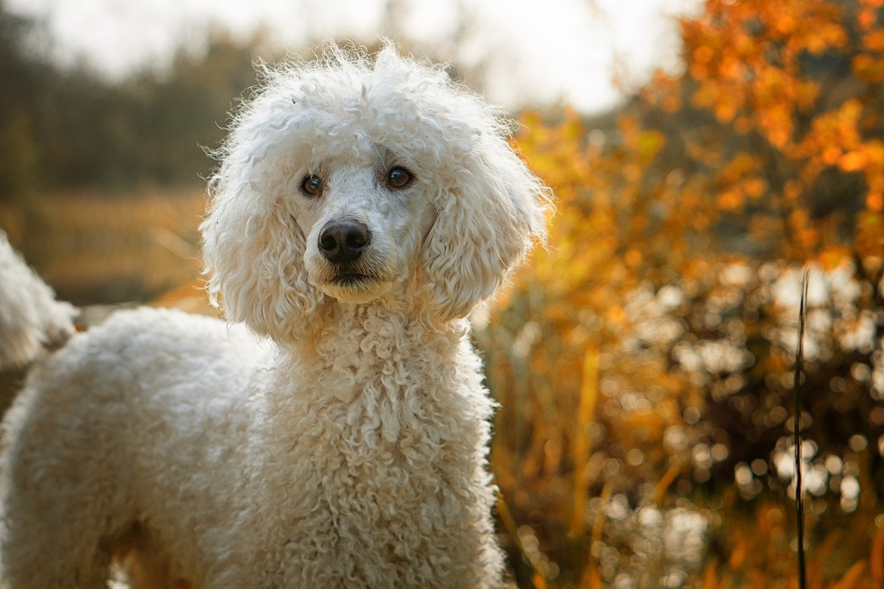 Poodle: The Clever Companion (image credits: pixabay)
