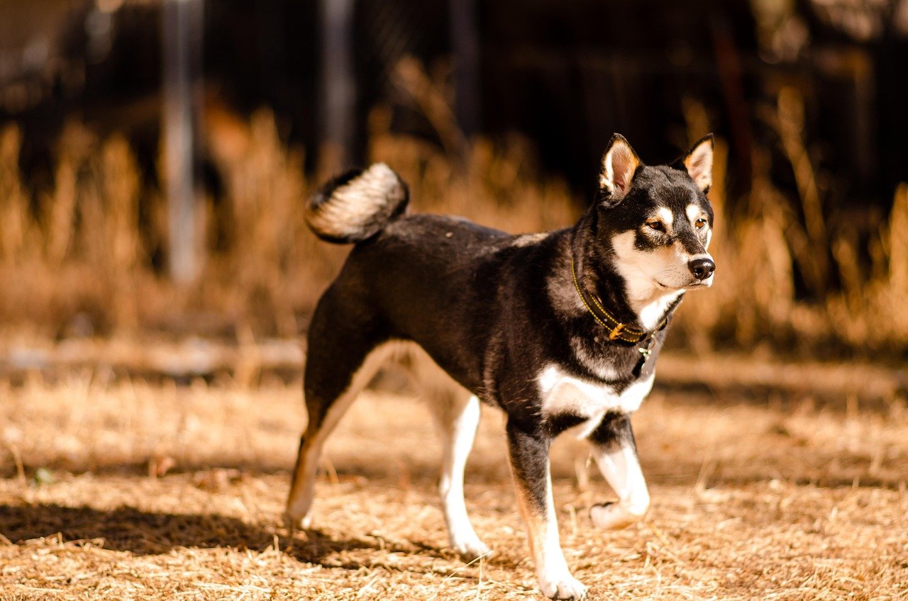 Shiba Inu: The Independent Adventurer (image credits: pixabay)