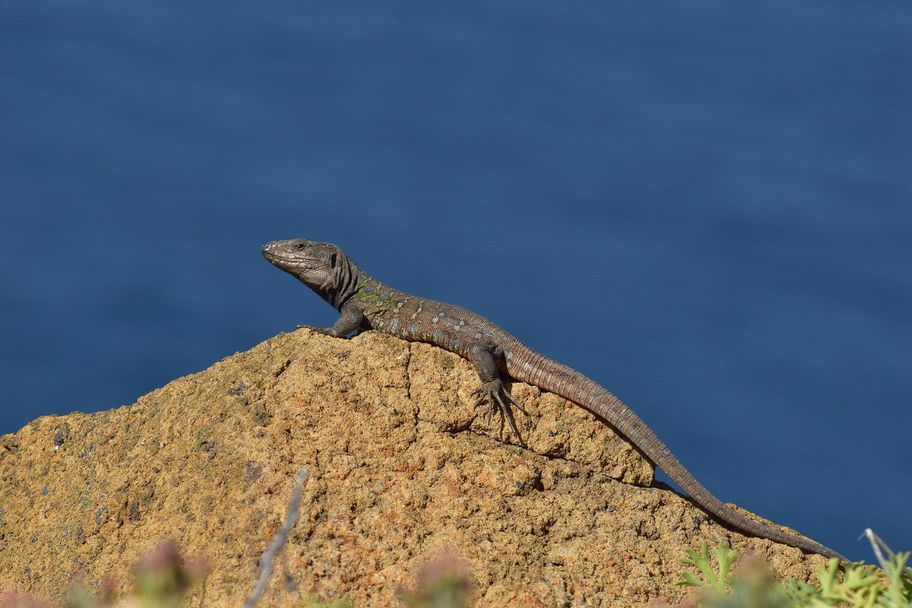 How Reptiles Use UVB to Produce Vitamin D3 (image credits: pixabay)