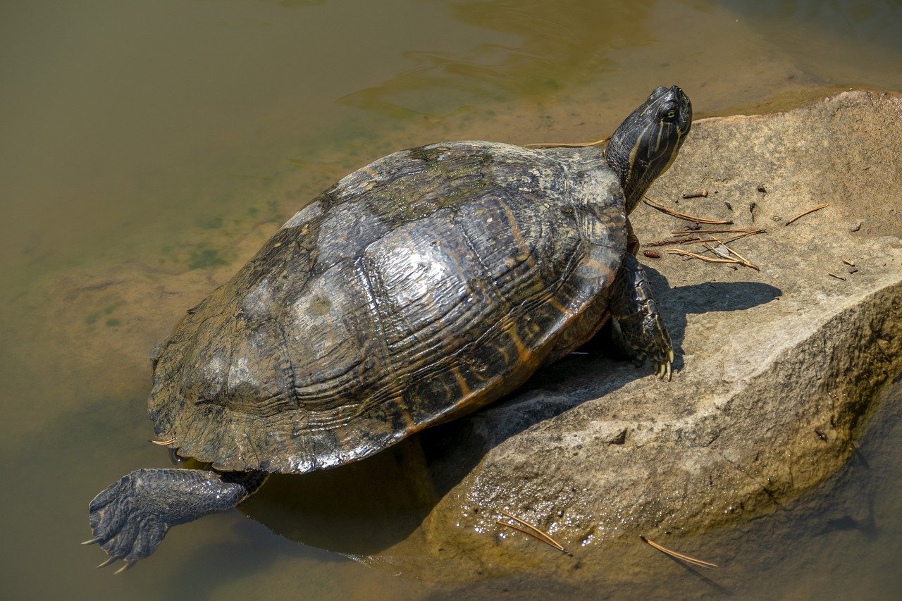 Species-Specific UVB Requirements (image credits: pixabay)