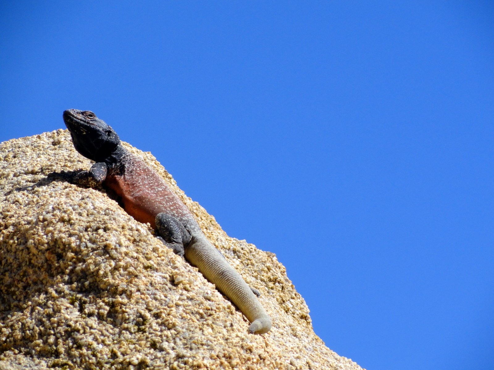 Why UVB Lighting Is Critical for Reptile Wellbeing