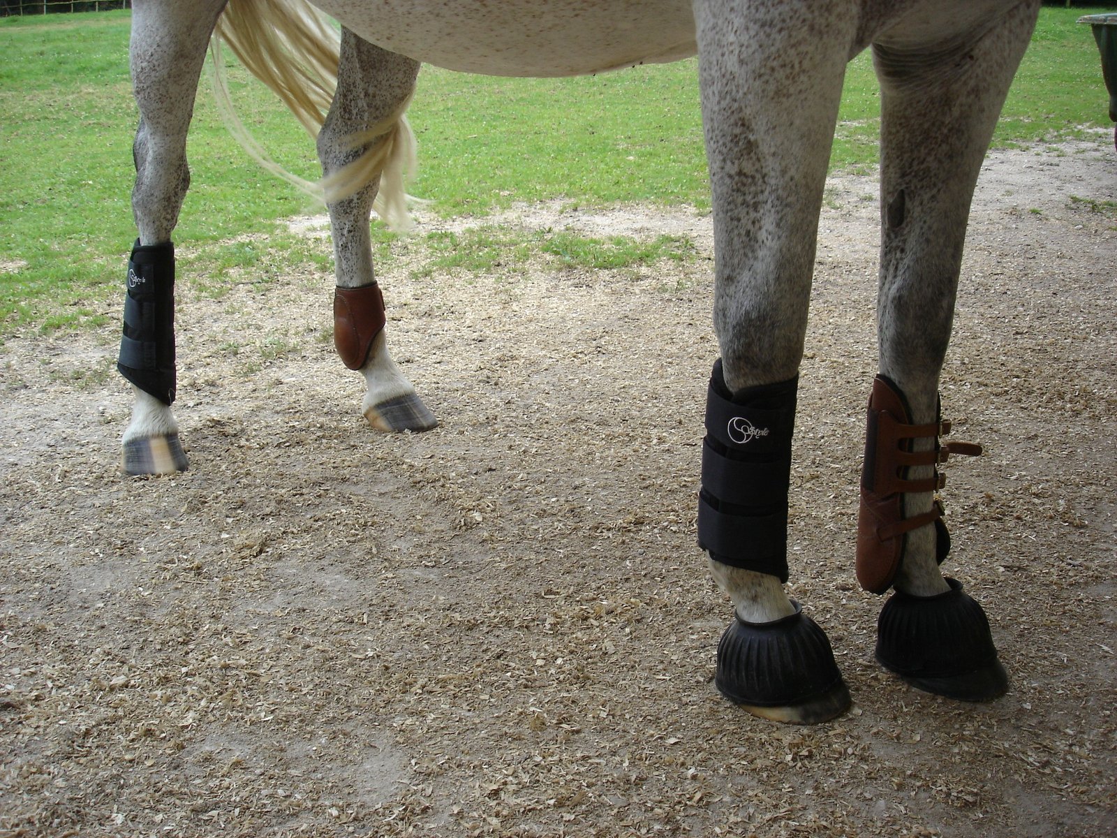 Protecting Hooves and Legs from Weather Hazards (image credits: wikimedia)