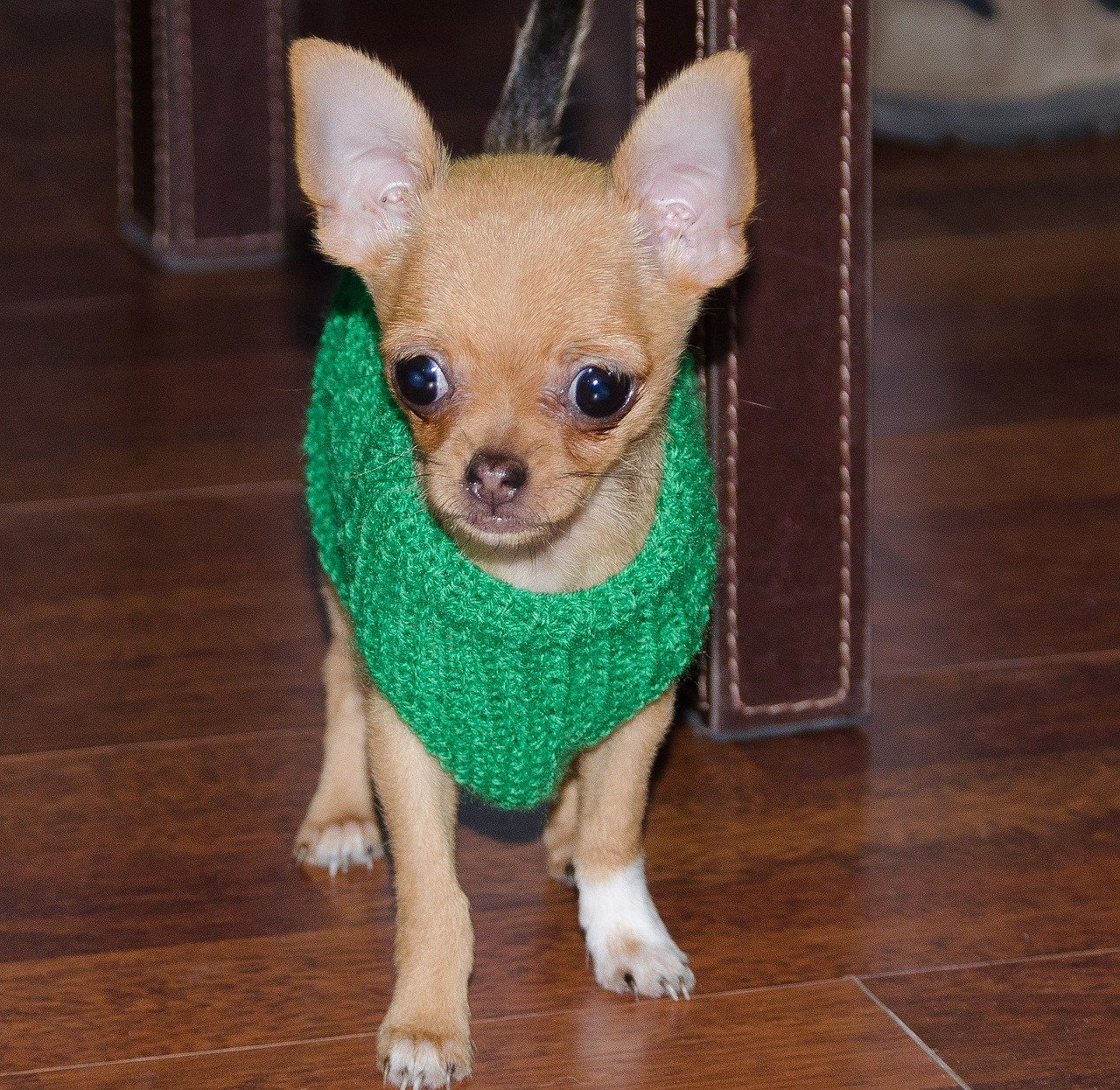 The Vet Visits: Extra Attention Needed (image credits: pixabay)