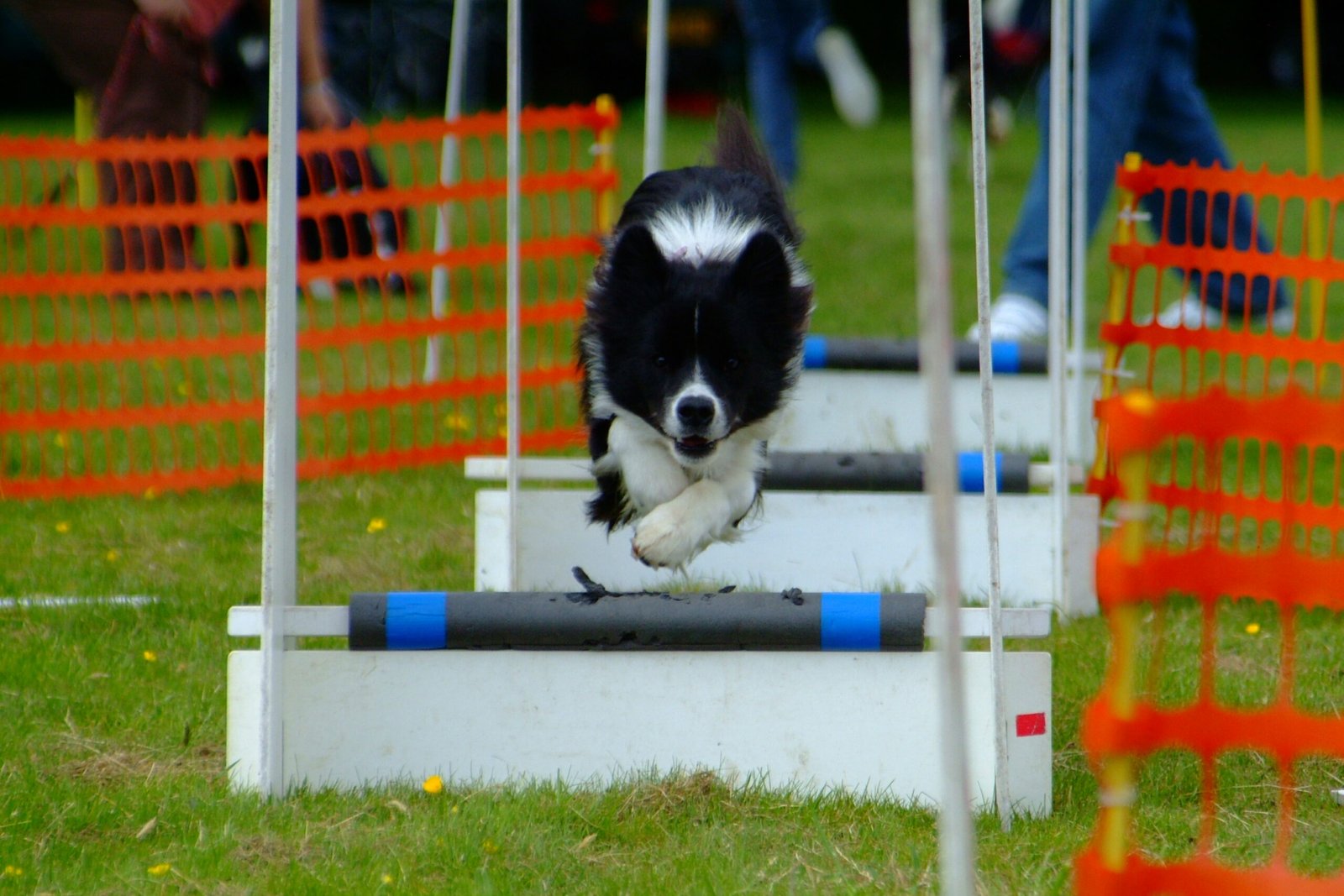 Border Collies: Satisfying the Intellectual Powerhouse (image credits: wikimedia)
