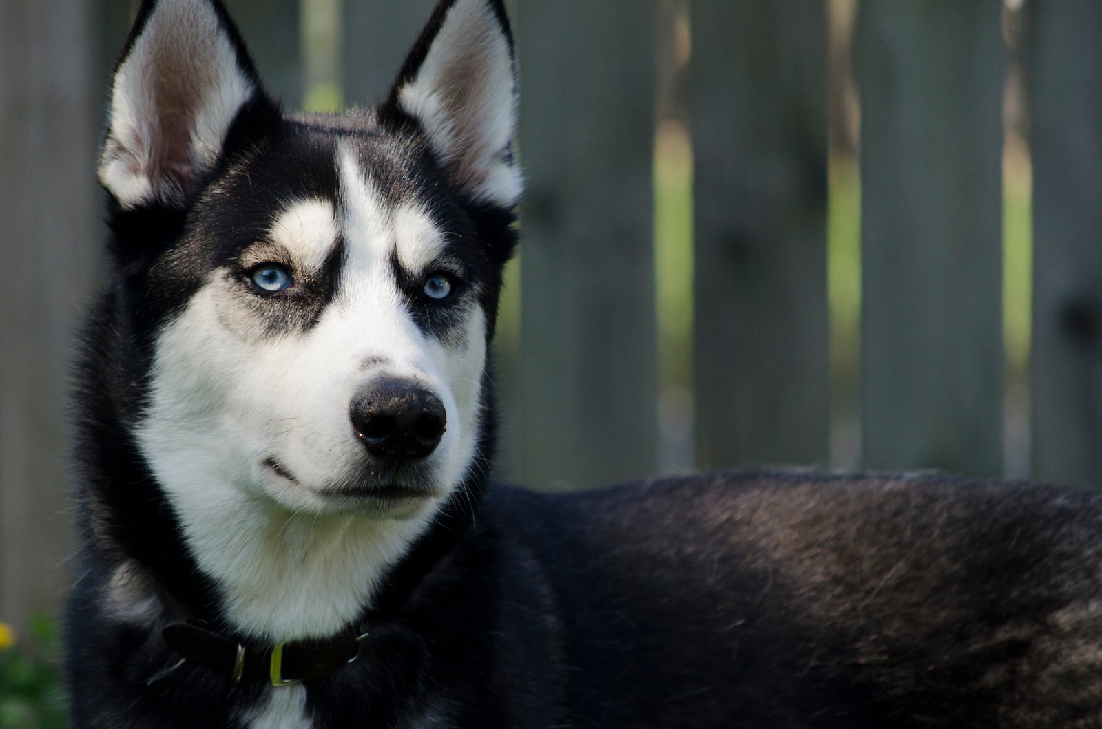 Siberian Huskies: Tapping Into Independence With Teamwork (image credits: wikimedia)