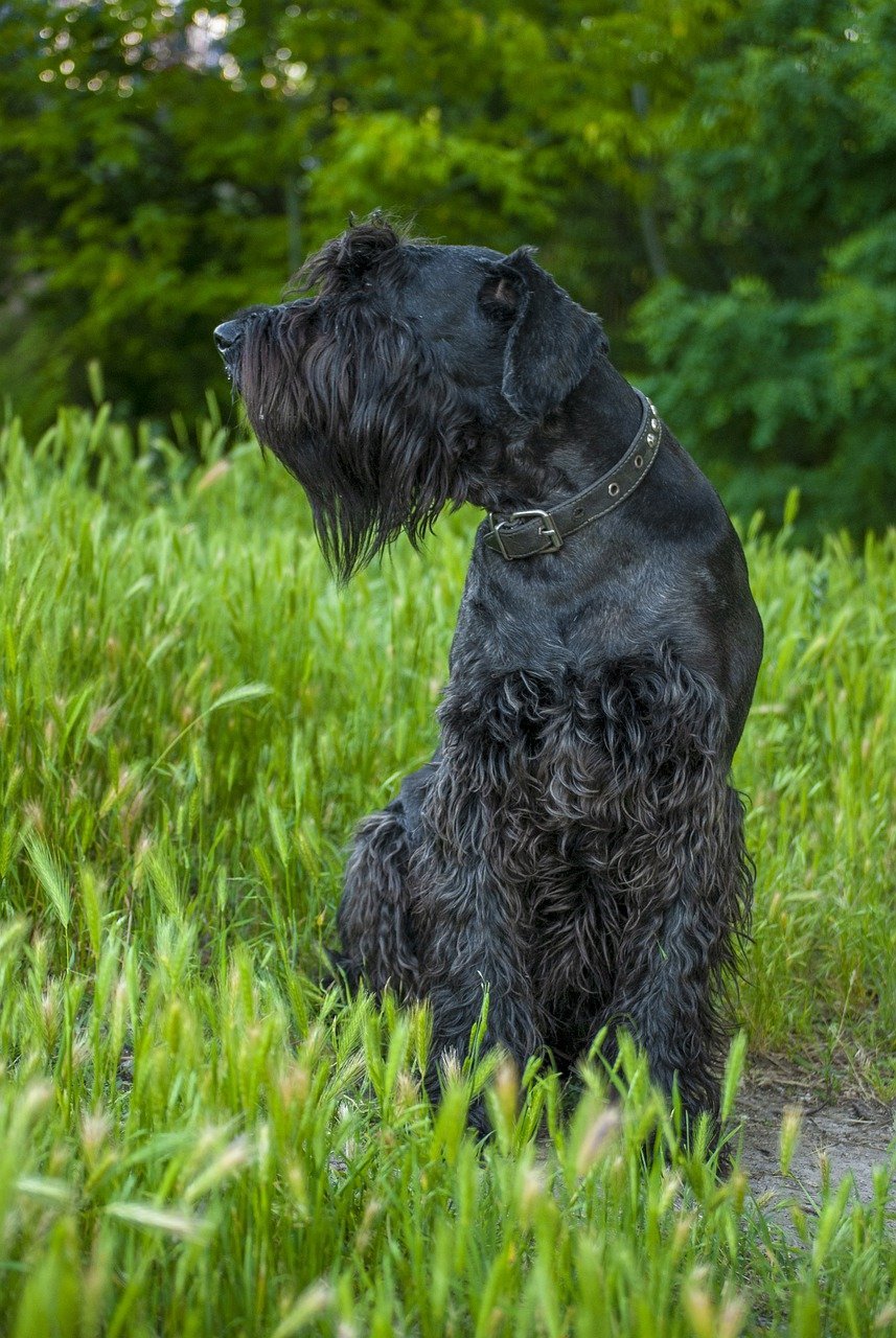 Giant Schnauzer (image credits: pixabay)