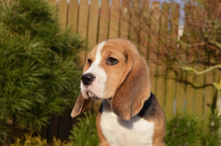 12 Reasons Why Beagles Might Not Be the Best Dogs for New Owners (Despite Being Adorable)