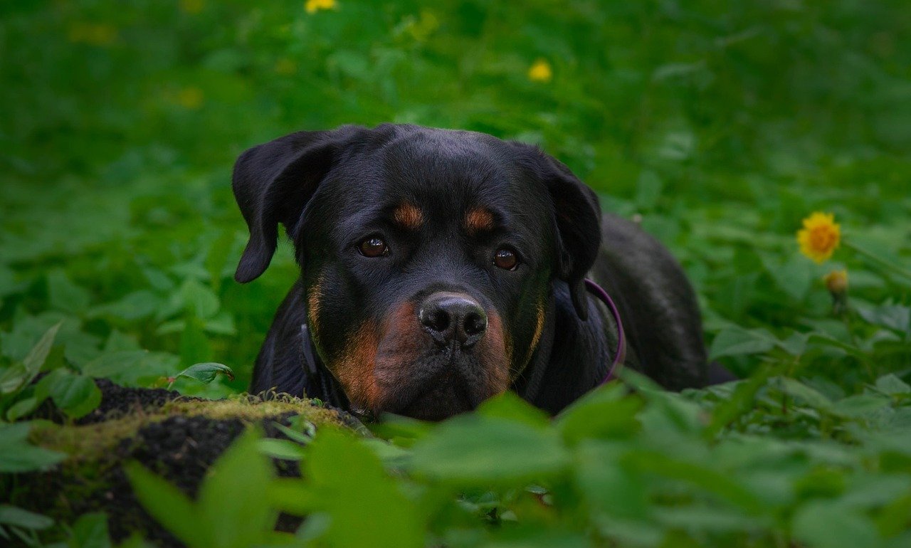 Expressive Eyes That Say It All (image credits: pixabay)