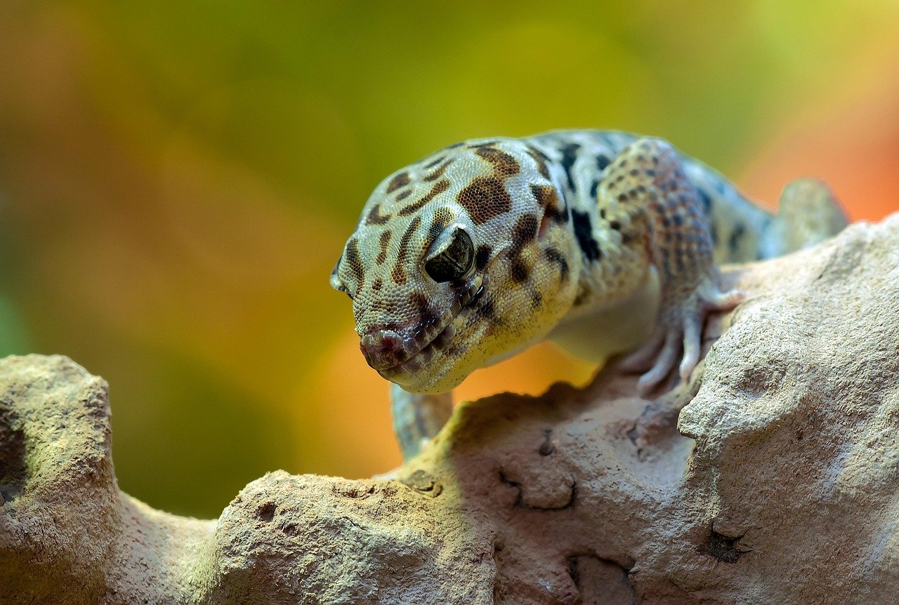 Understanding Gecko Stress: Why It Matters (image credits: pixabay)