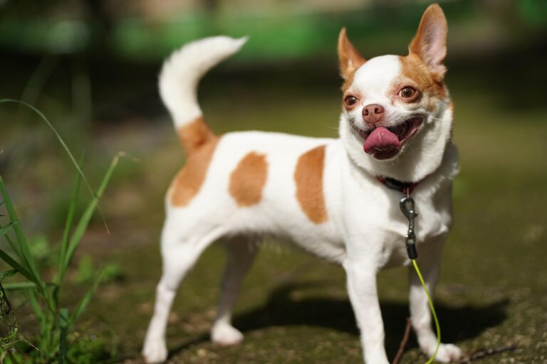 8 Reasons Why Chihuahuas Are Underrated (And 7 Reasons They're Perfect for an Urban Life)