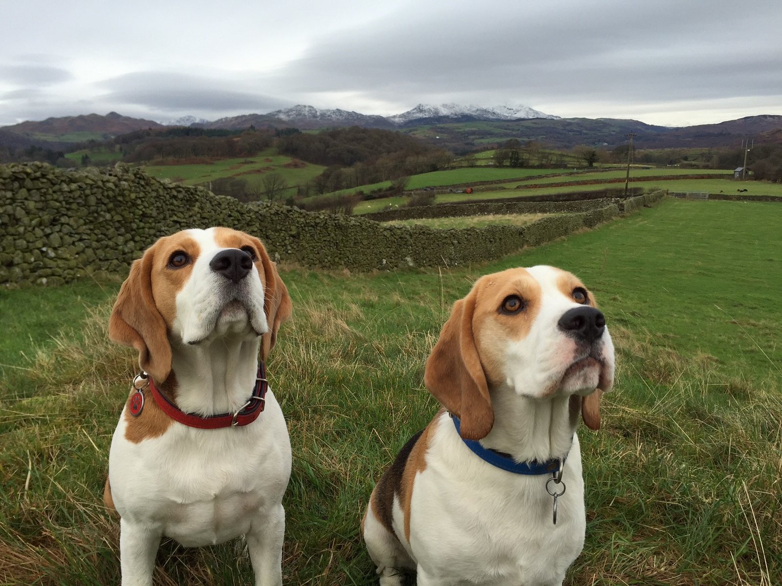Beagle: Dynamic Duo Dogs (image credits: wikimedia)