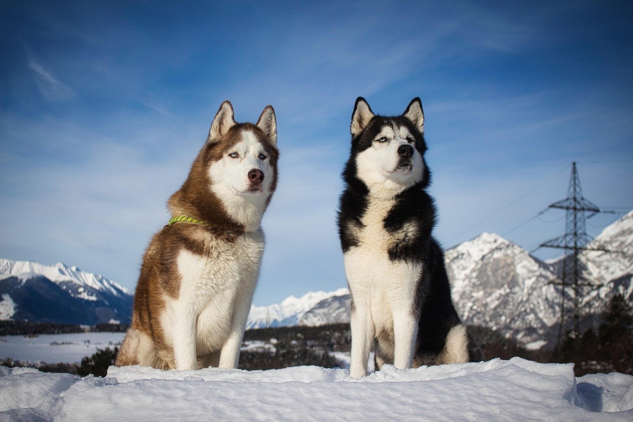 Siberian Husky: Better Together (image credits: pixabay)
