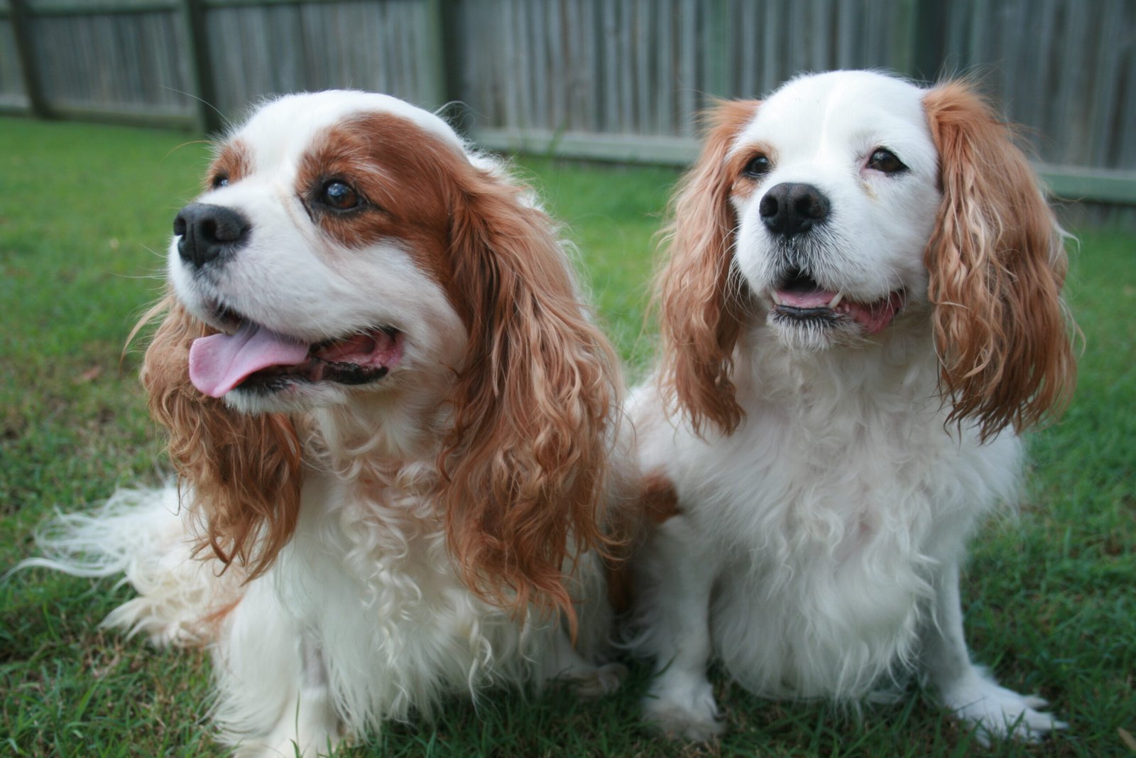 Cavalier King Charles Spaniel: Social Butterflies (image credits: wikimedia)