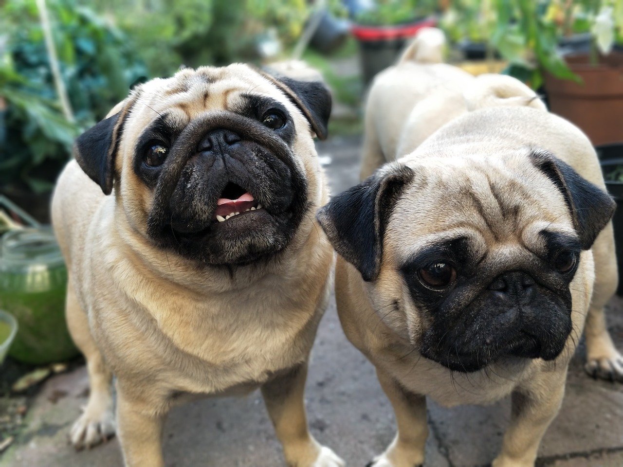 Pug: Double the Fun (image credits: pixabay)