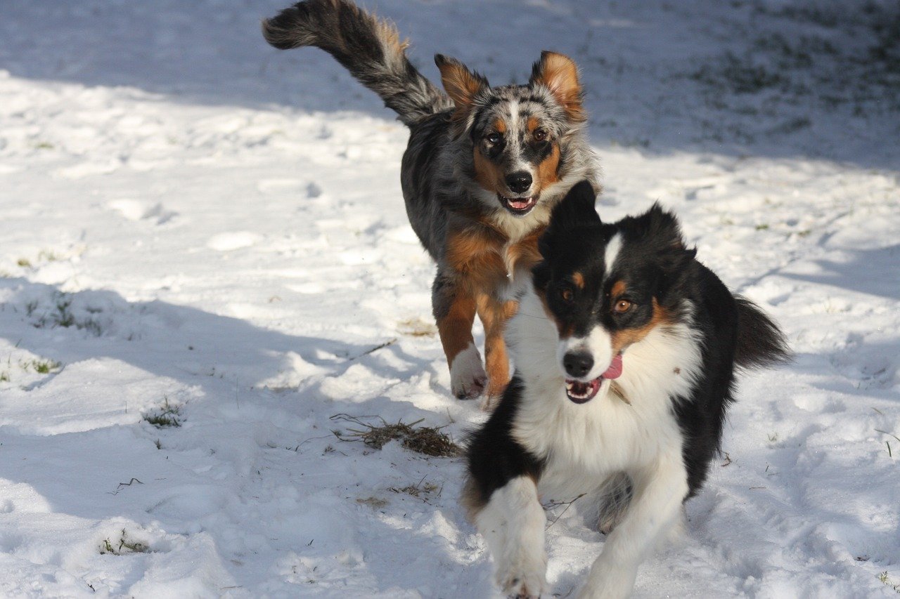 Australian Shepherd: Partners in Activity (image credits: pixabay)