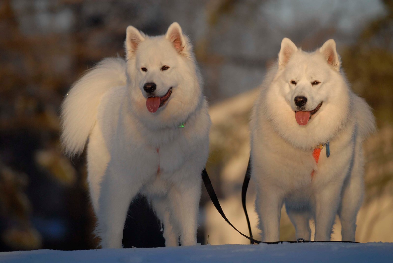 Samoyed: Happiness in Numbers (image credits: wikimedia)