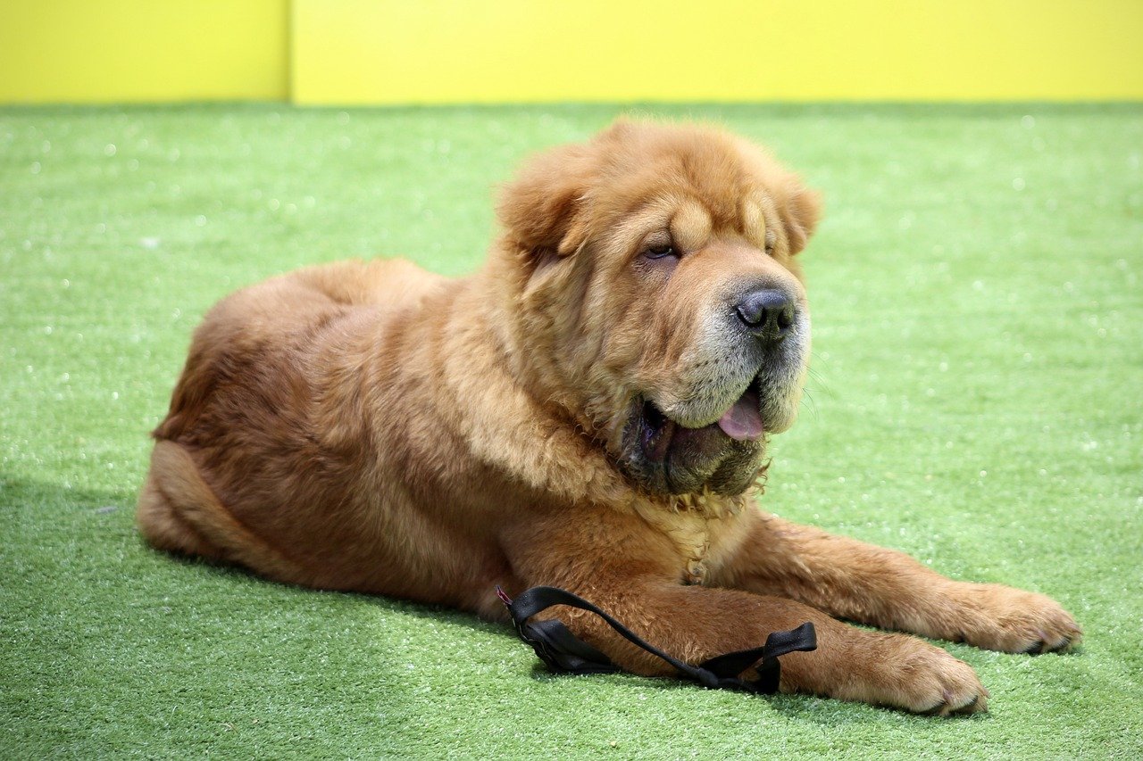 Shar Pei: Lone Guardians (image credits: pixabay)