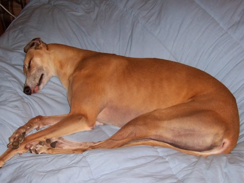 Greyhound: Perfectly Content Solo (image credits: wikimedia)