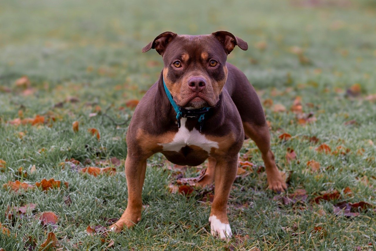 Conclusion: Pitbulls Deserve a Fair Chance (image credits: pixabay)