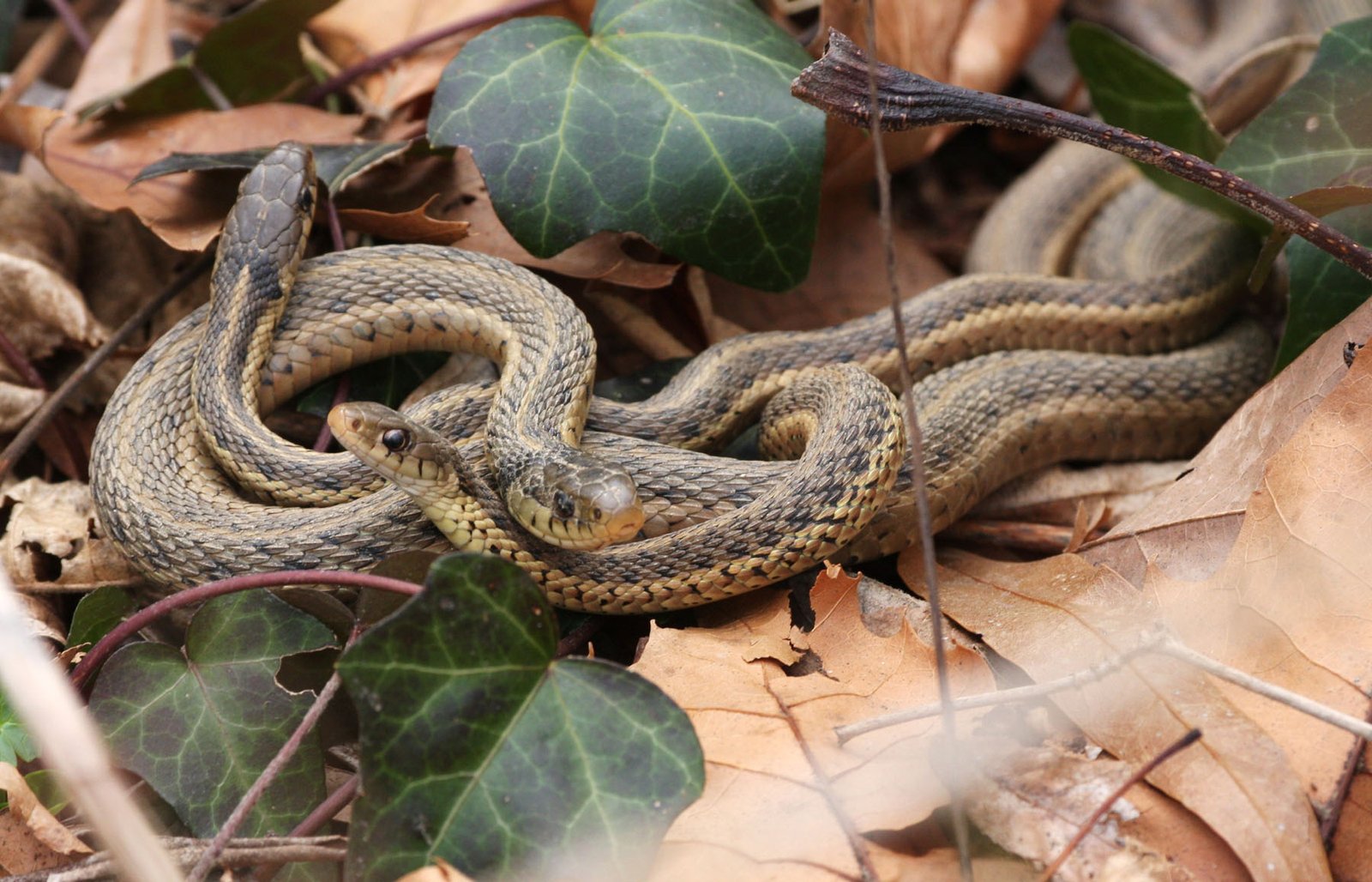 Setting Up the Perfect Habitat (image credits: wikimedia)