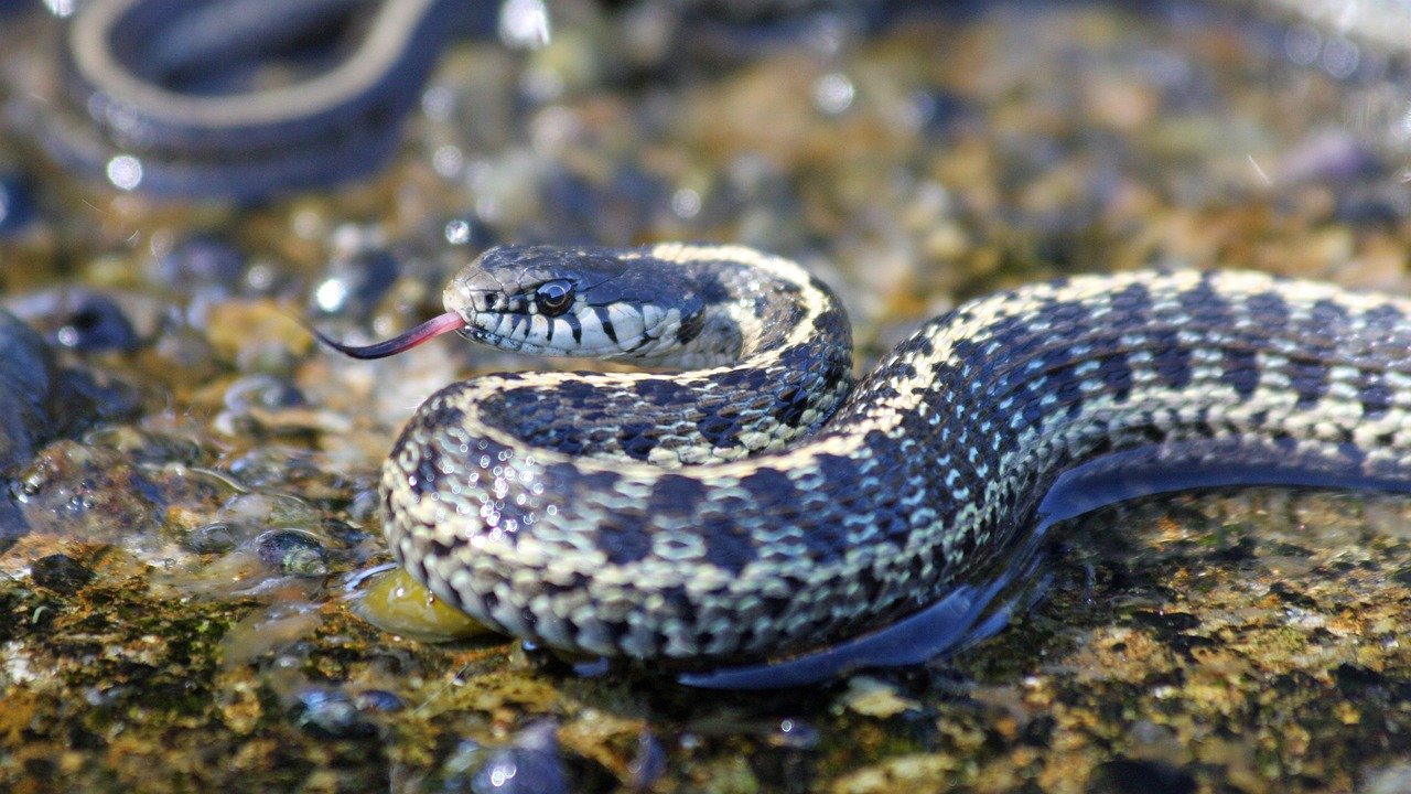 Feeding Your Garter Snake (image credits: pixabay)