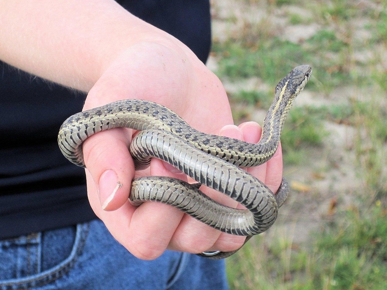 Handling and Socializing With Your Snake (image credits: pixabay)