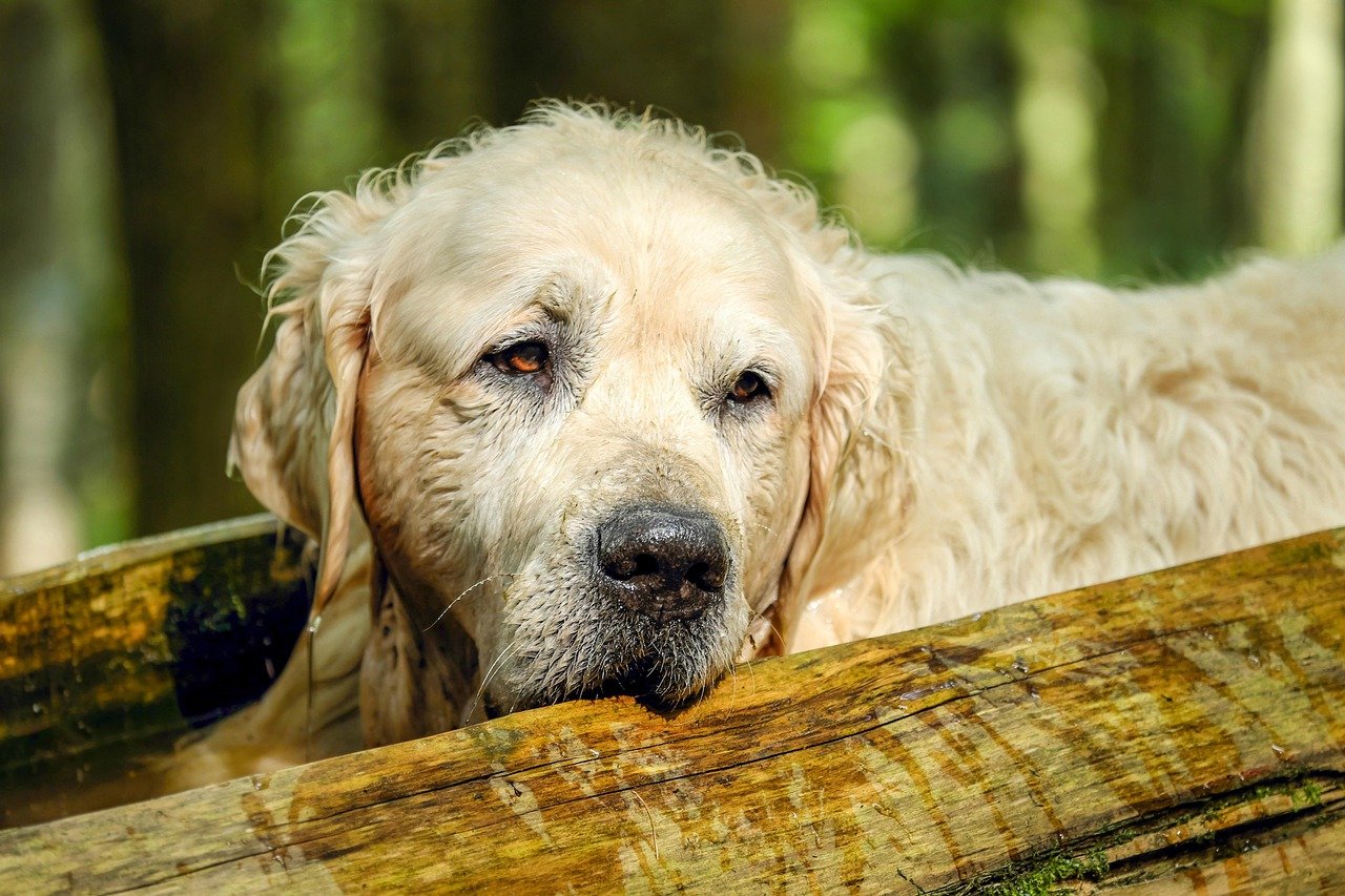Golden Retrievers: Allergy-Prone Beauties (image credits: pixabay)
