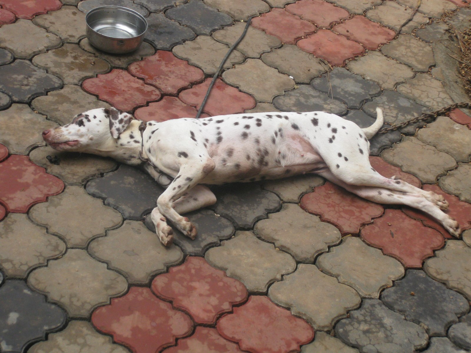 Dalmatians: Spots and Sensitive Skin (image credits: wikimedia)