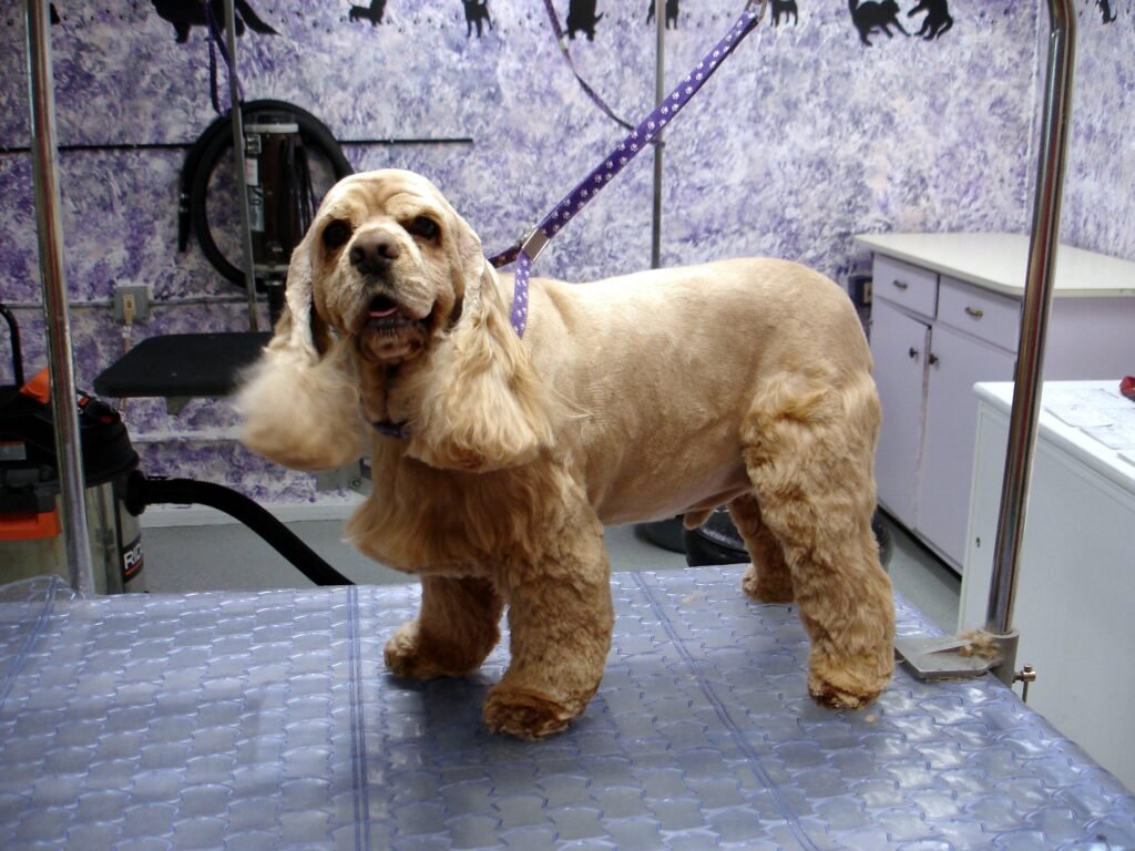 Cocker Spaniels: Fluffy Ears, Flaky Skin