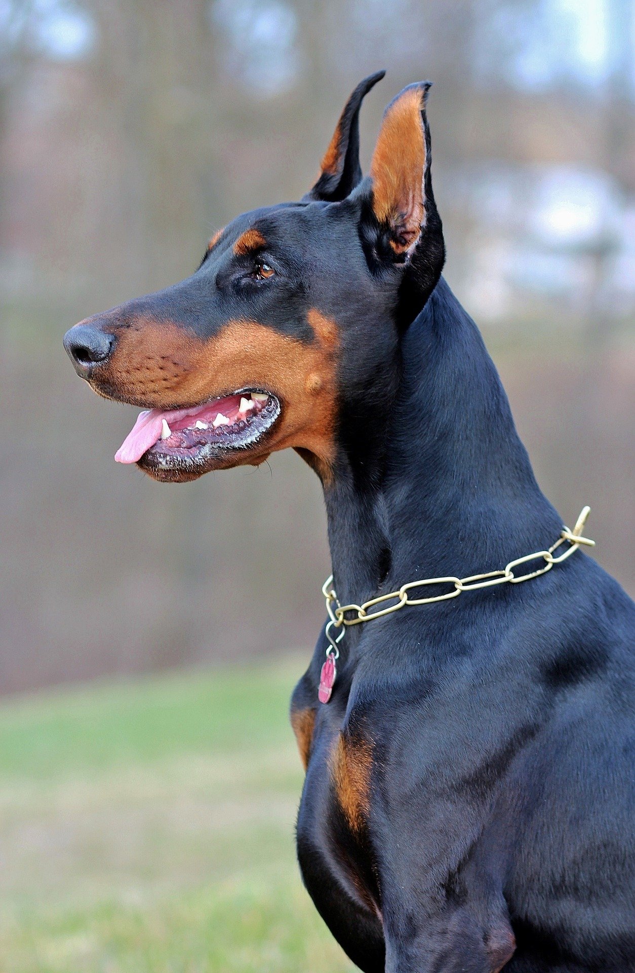 Doberman Pinscher: The Alert Protector (image credits: wikimedia)