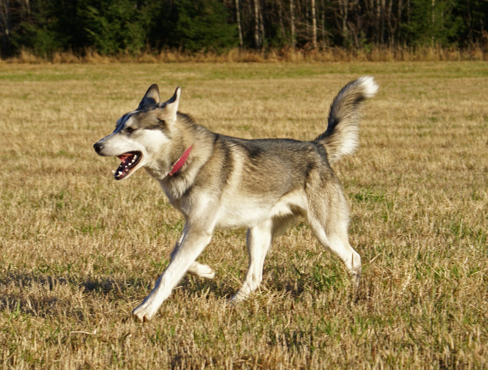 Siberian Husky: The Free-Spirited Adventurer (image credits: wikimedia)