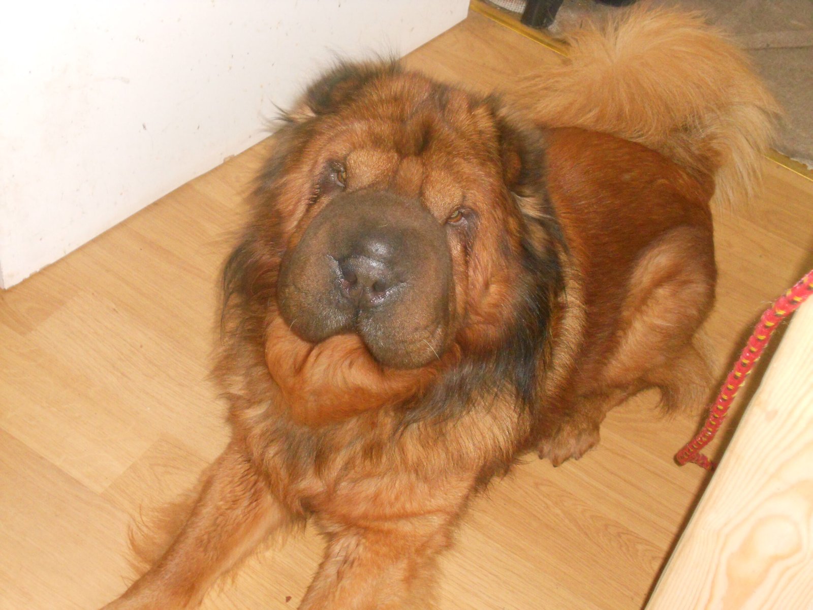 Shar Pei: The Wrinkled Enigma (image credits: wikimedia)
