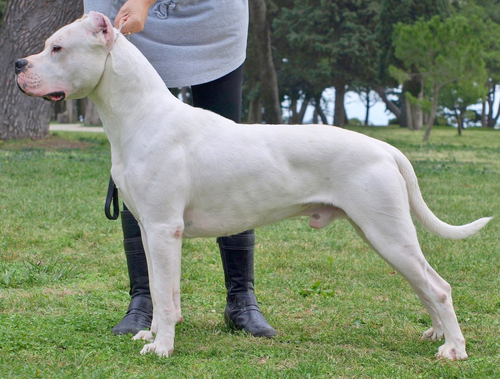 Dogo Argentino: The Bold and Fearless Hunter (image credits: wikimedia)