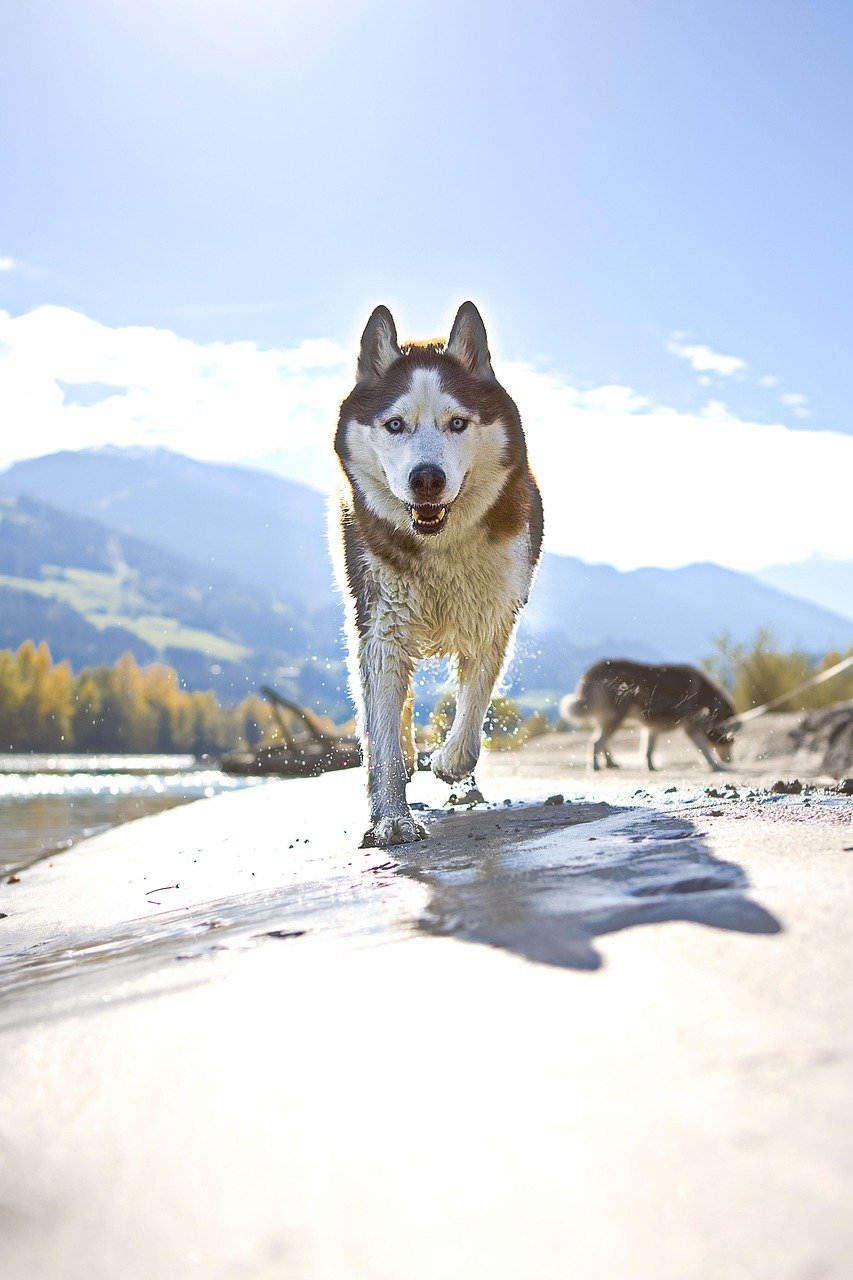 Siberian Husky: The Born Runner (image credits: pixabay)