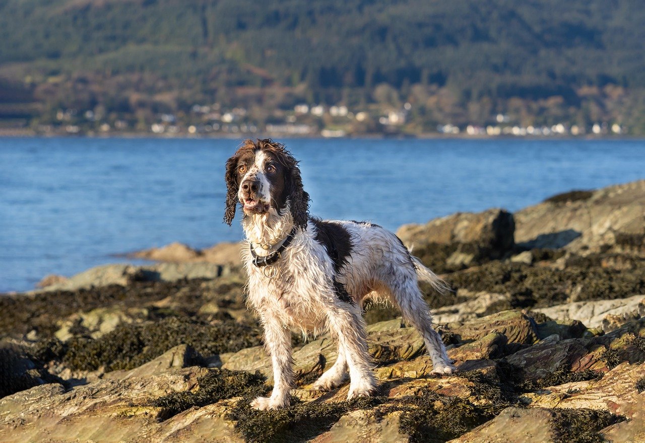 English Springer Spaniel: The Energetic Explorer (image credits: pixabay)