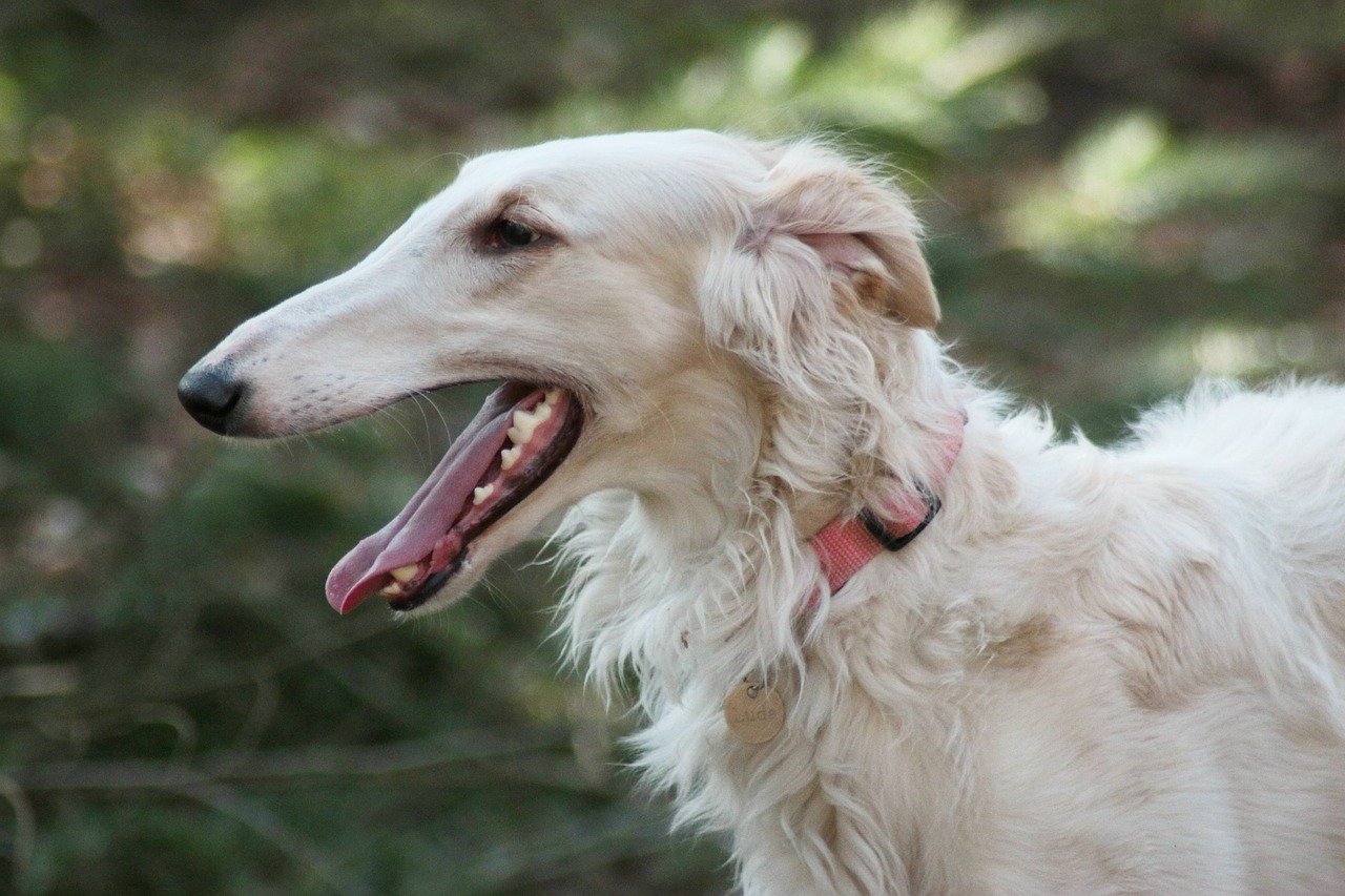 8. Borzoi: The Graceful Loner (image credits: pixabay)