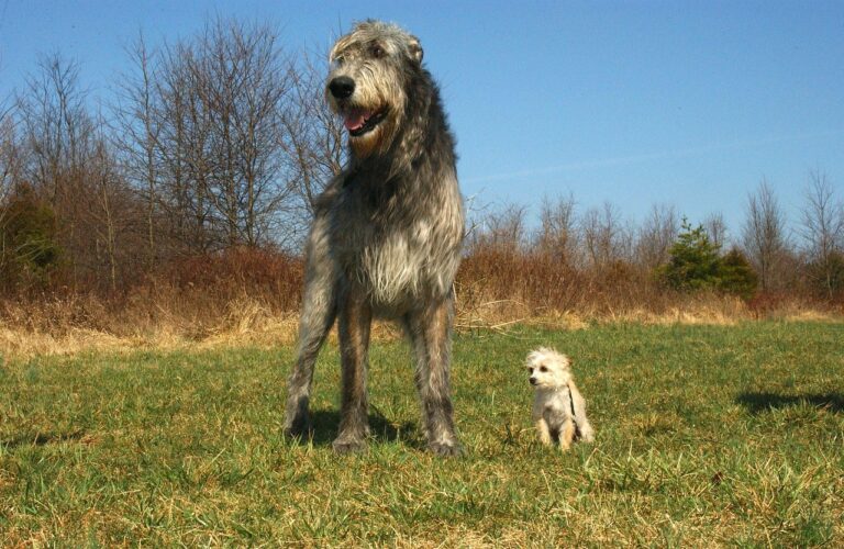 Irish Wolfhound: The Gentle Giant