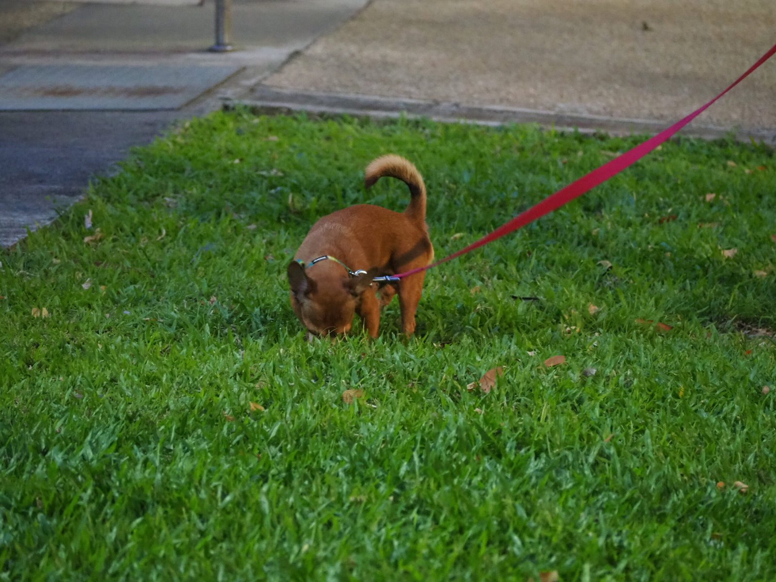 Poor Leash Manners (image credits: wikimedia)