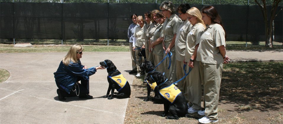 Therapy Dogs in Prisons: The Incredible Impact of Dogs on Rehabilitation