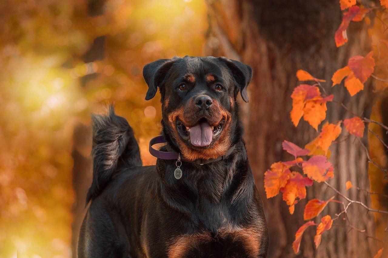 Rottweiler (image credits: pixabay)