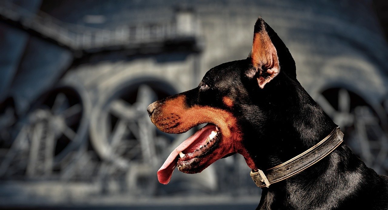 Doberman Pinscher (image credits: pixabay)