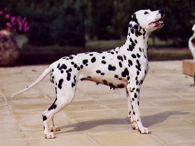 Dalmatian (image credits: wikimedia)